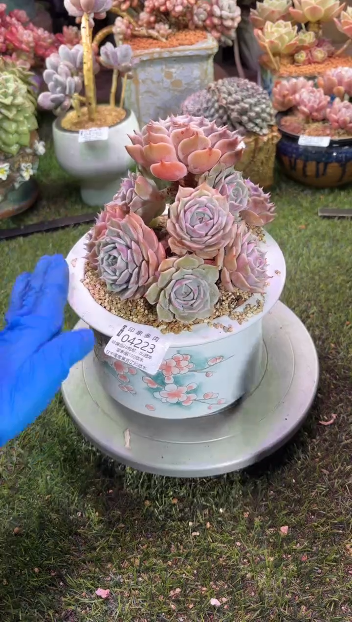 【闪购商品】04223