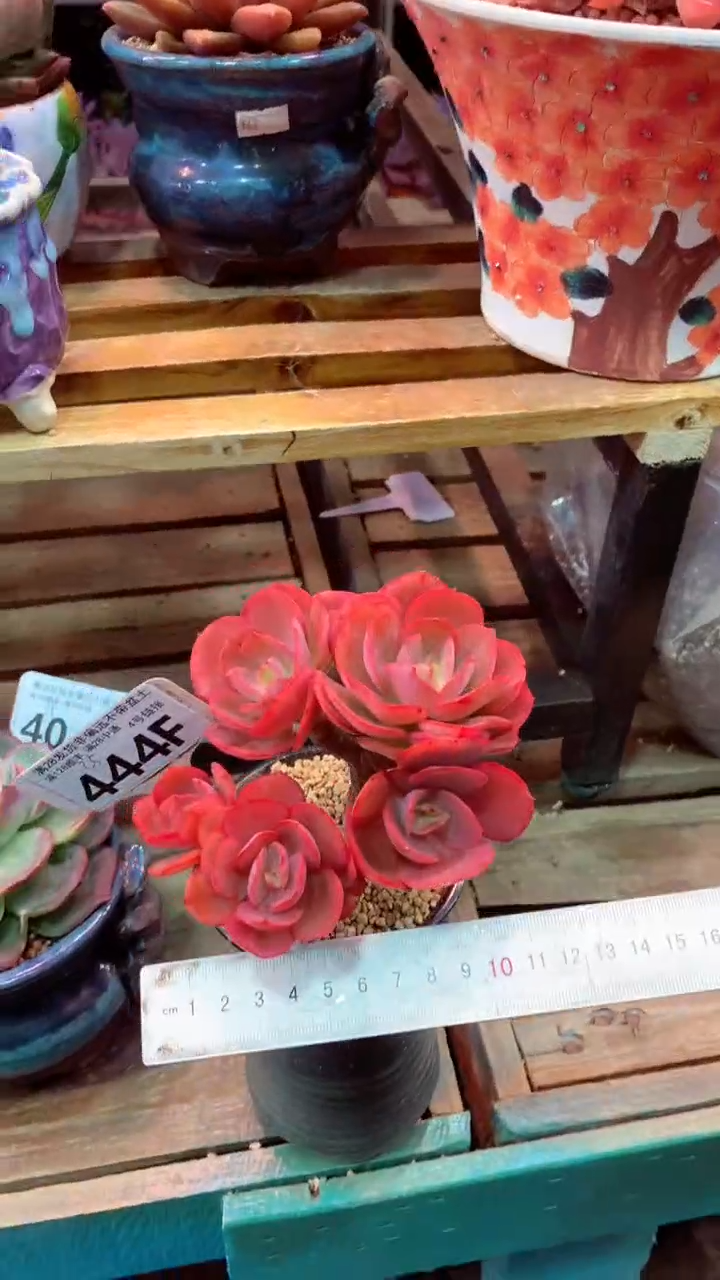 444F（一物一拍实付满28发货，默认不带盆土）