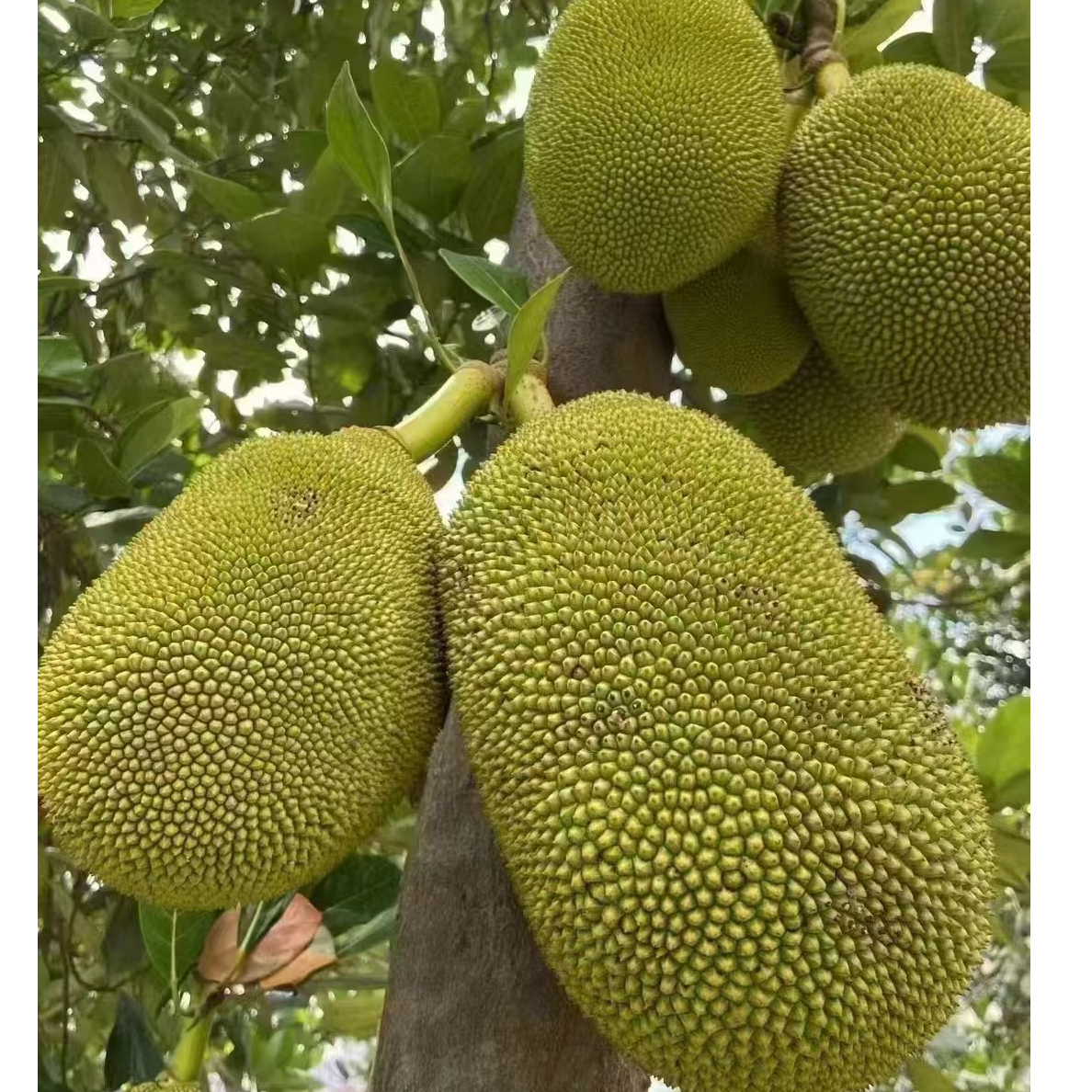 越南红肉菠萝蜜一个（10-12斤左右一个）【非印度红肉，介意的勿拍】