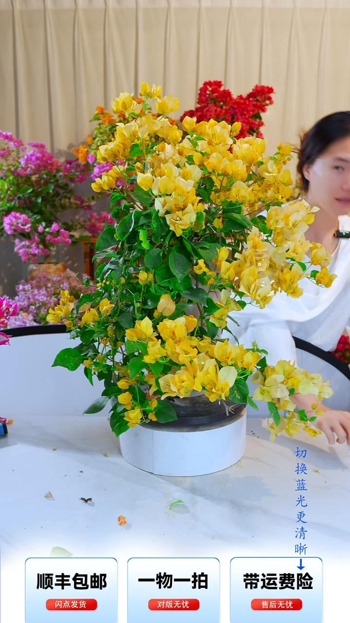 大部分开放少量花苞俞*怡暗斑浅黄