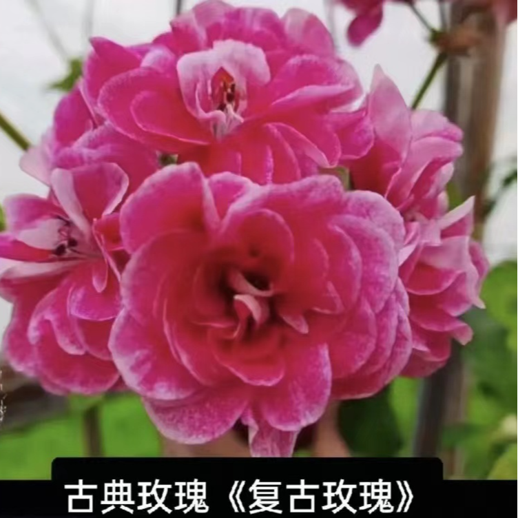 垂钓大华型古典玫瑰（不拍保温不包冻损）