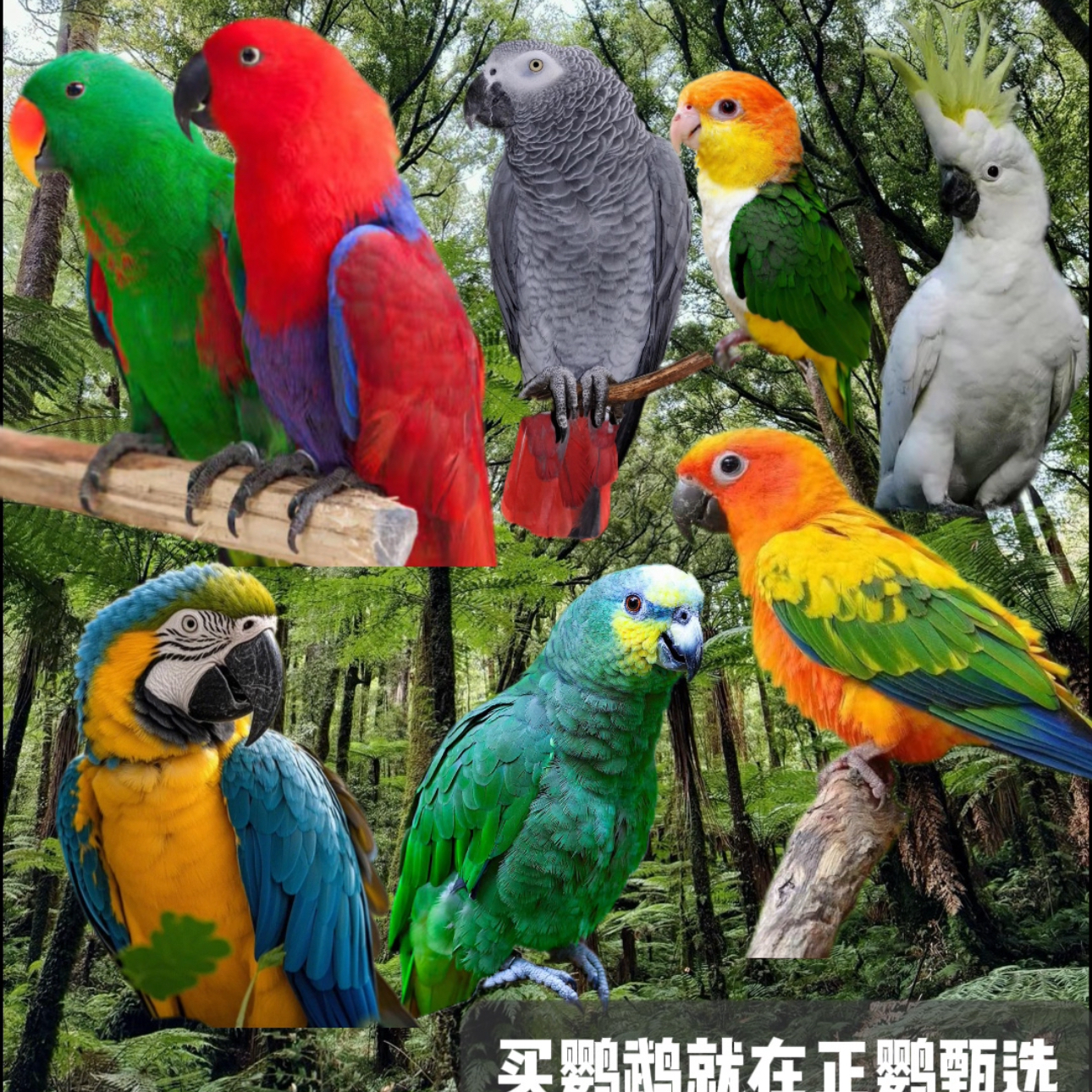 活体鹦鹉下单咨询