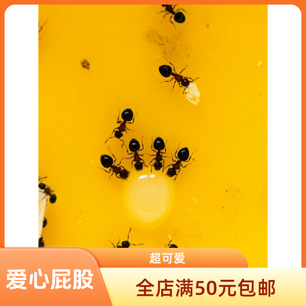 二色盾胸切叶蚁.萌萌哒可爱品种 走路慢吞吞 爱心形状的屁股