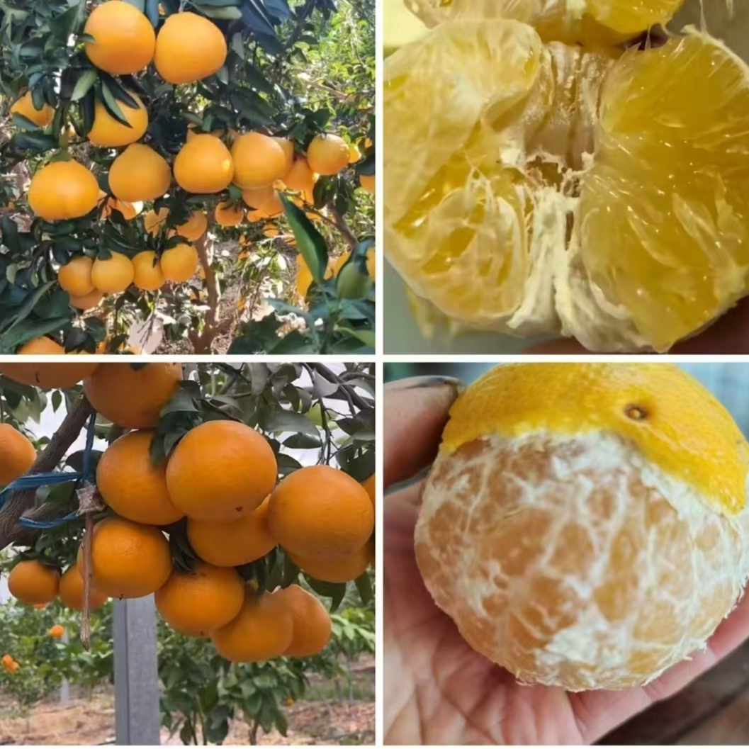 【带杯发货】黄金甲柑橘果苗