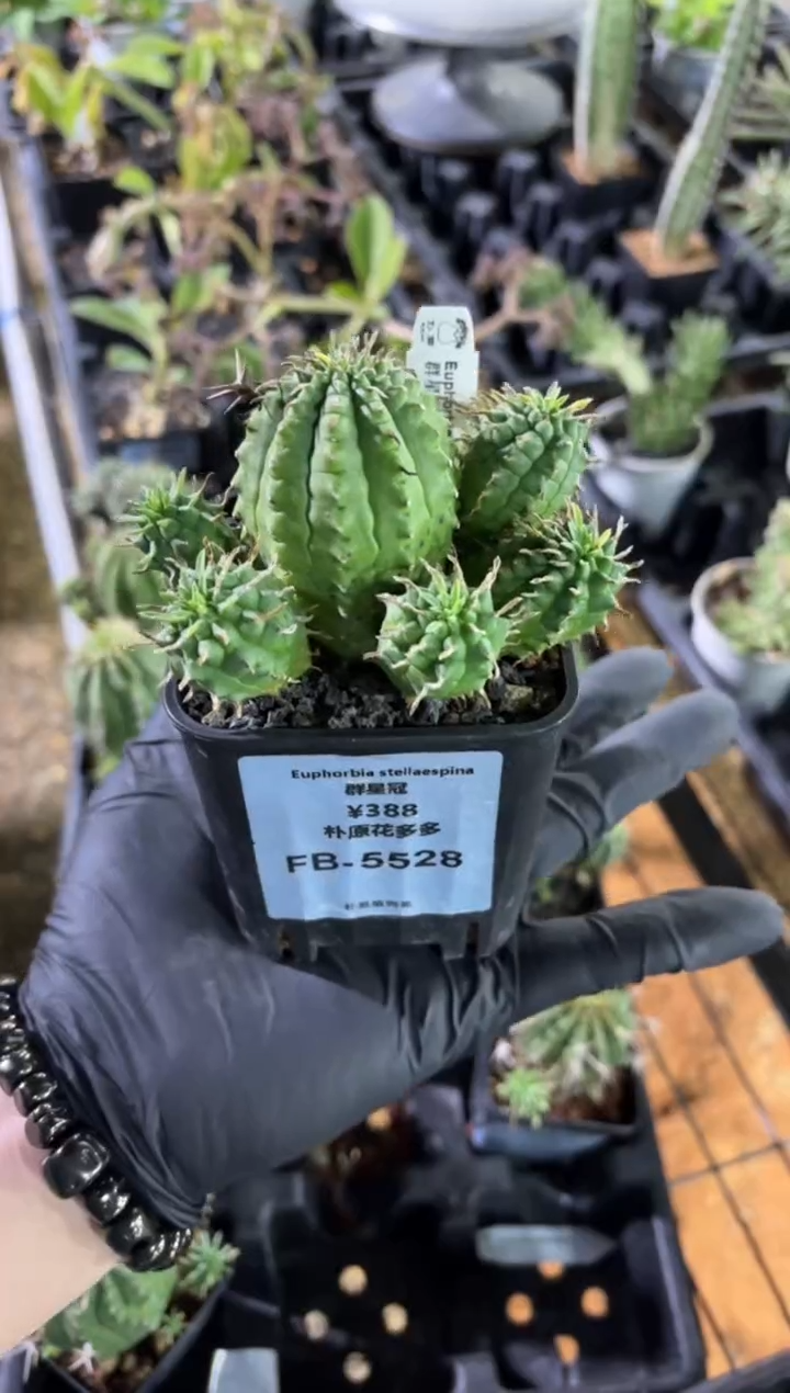 群星冠大戟FB-5528