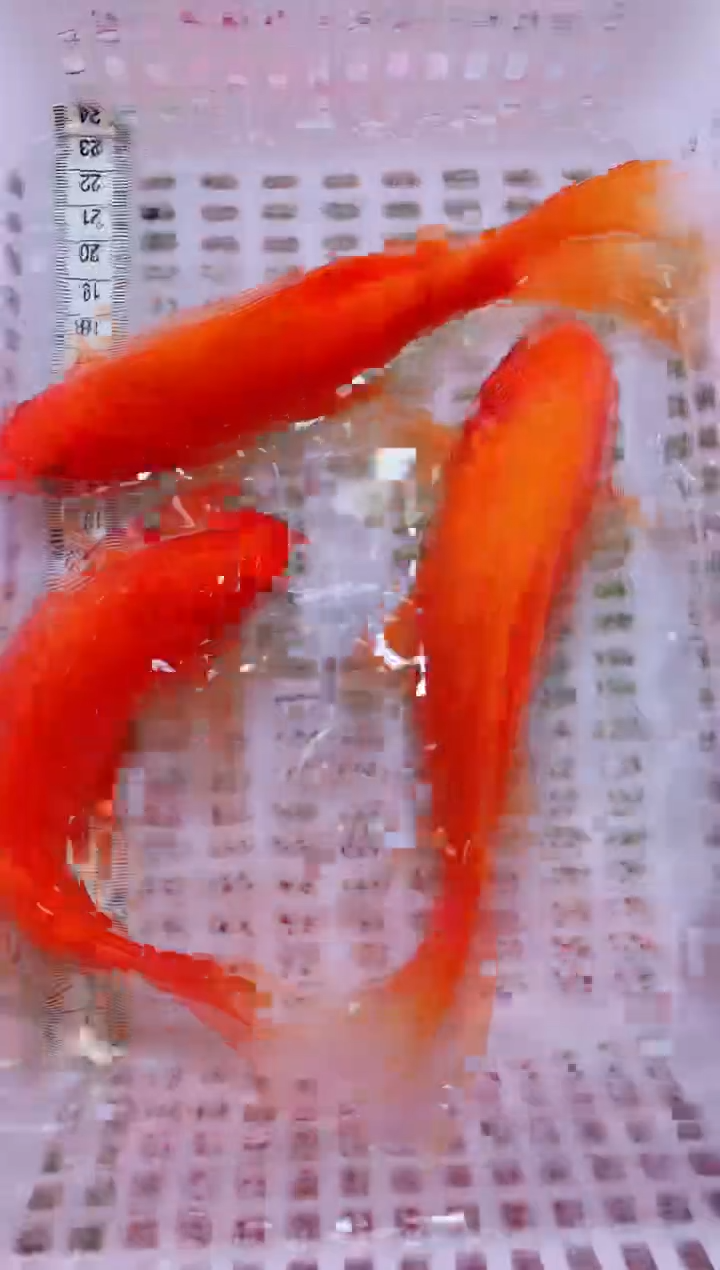 锦鲤血统锦鲤全场包邮48