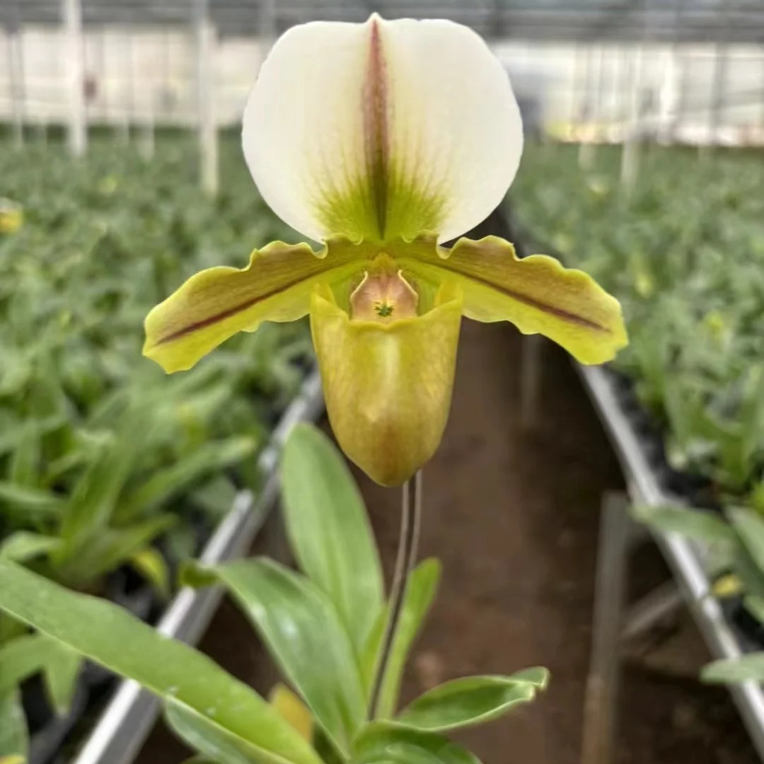 人工种植大青蛙兜兰盆栽顺丰包邮植迷不误贵州基地直发