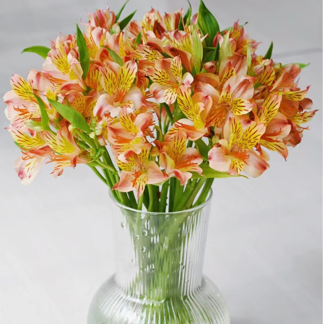 橙色水仙百合10支  任意两单包邮
