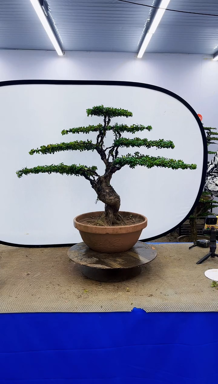 无花朵一物一拍，所见即所得