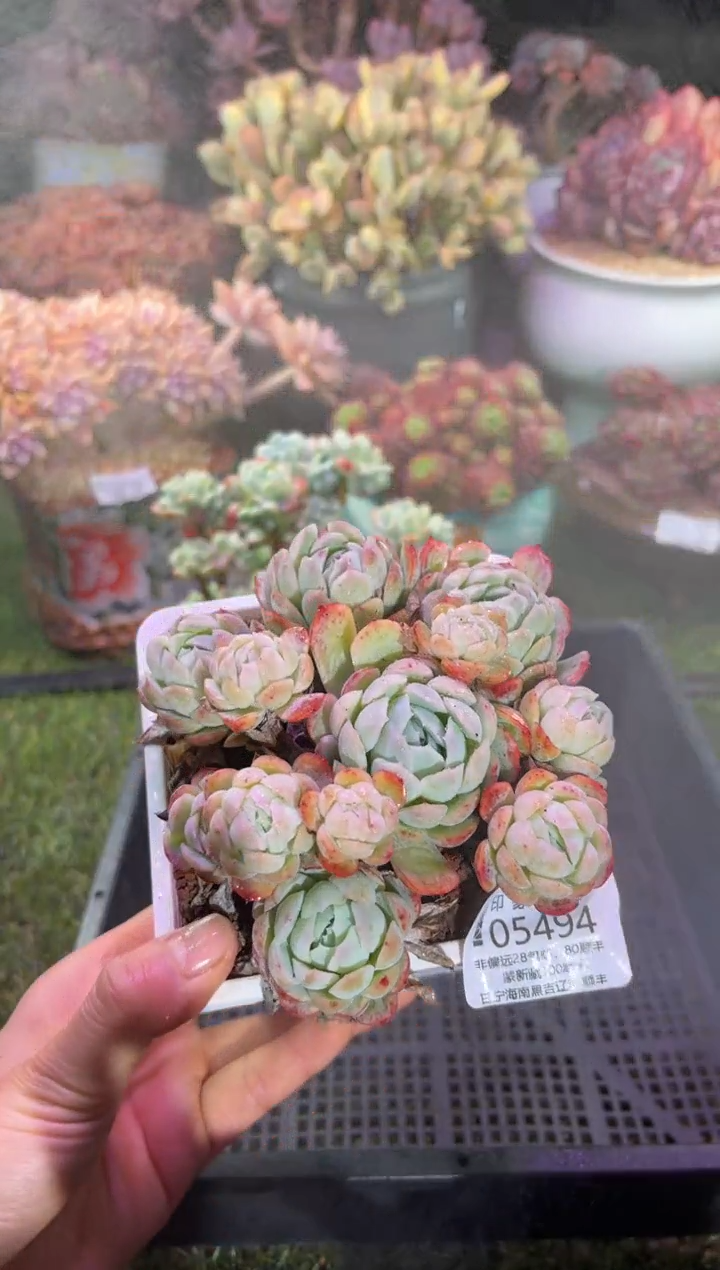 【闪购商品】05494