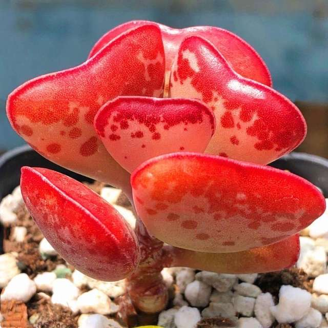 （爱心水泡）仙人球开花局美皮实好养多肉植物广东可以露养实生