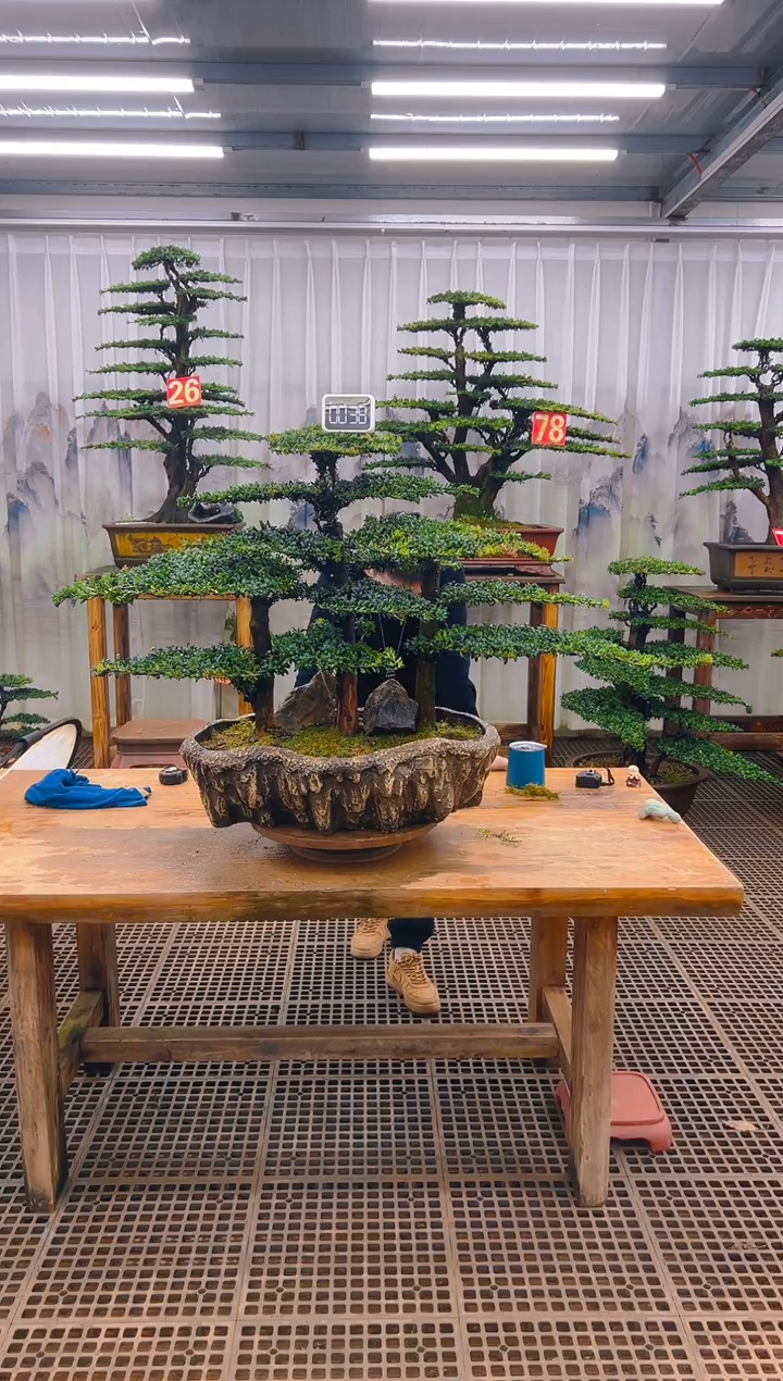 无花朵精品盆景直播间一物一拍