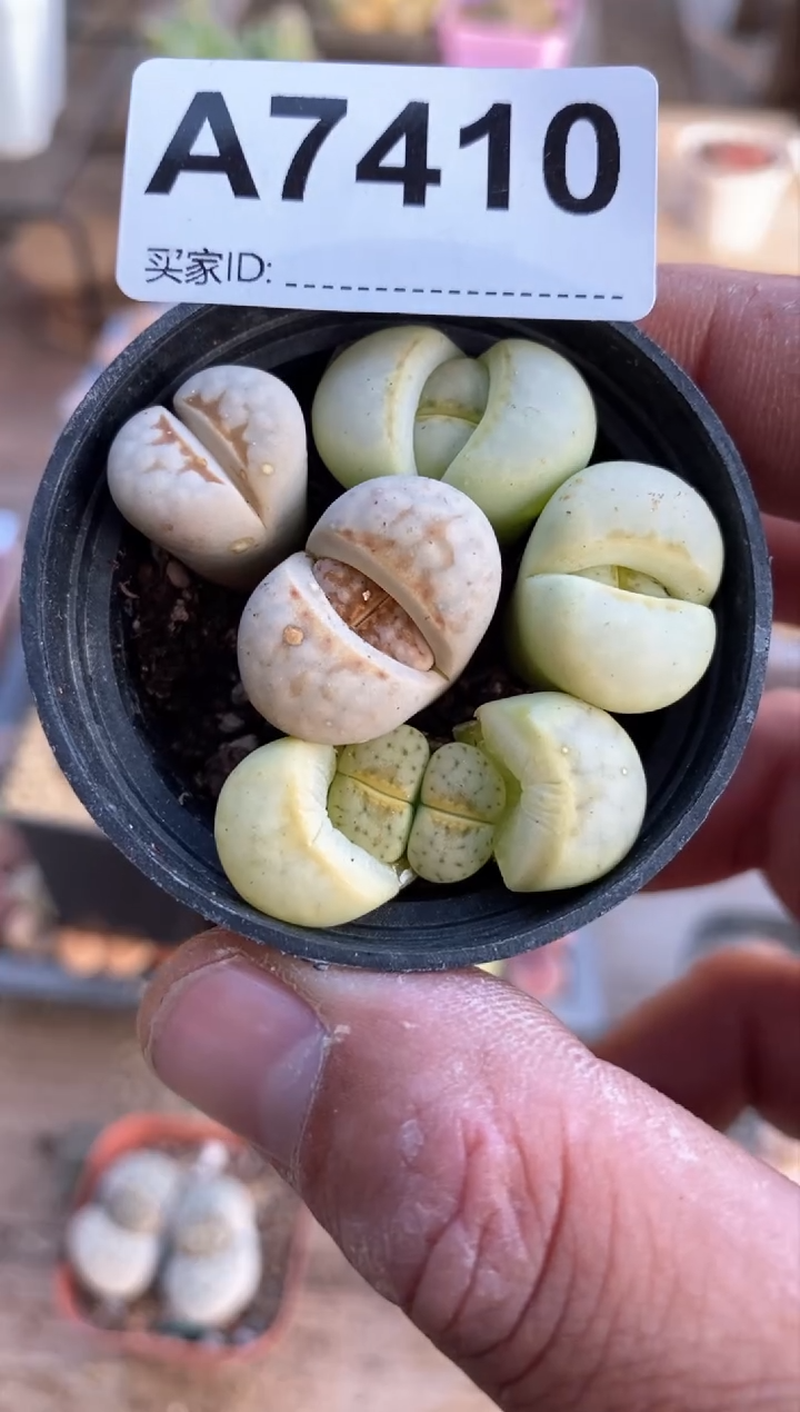 【闪购商品】7410直播间一物一拍