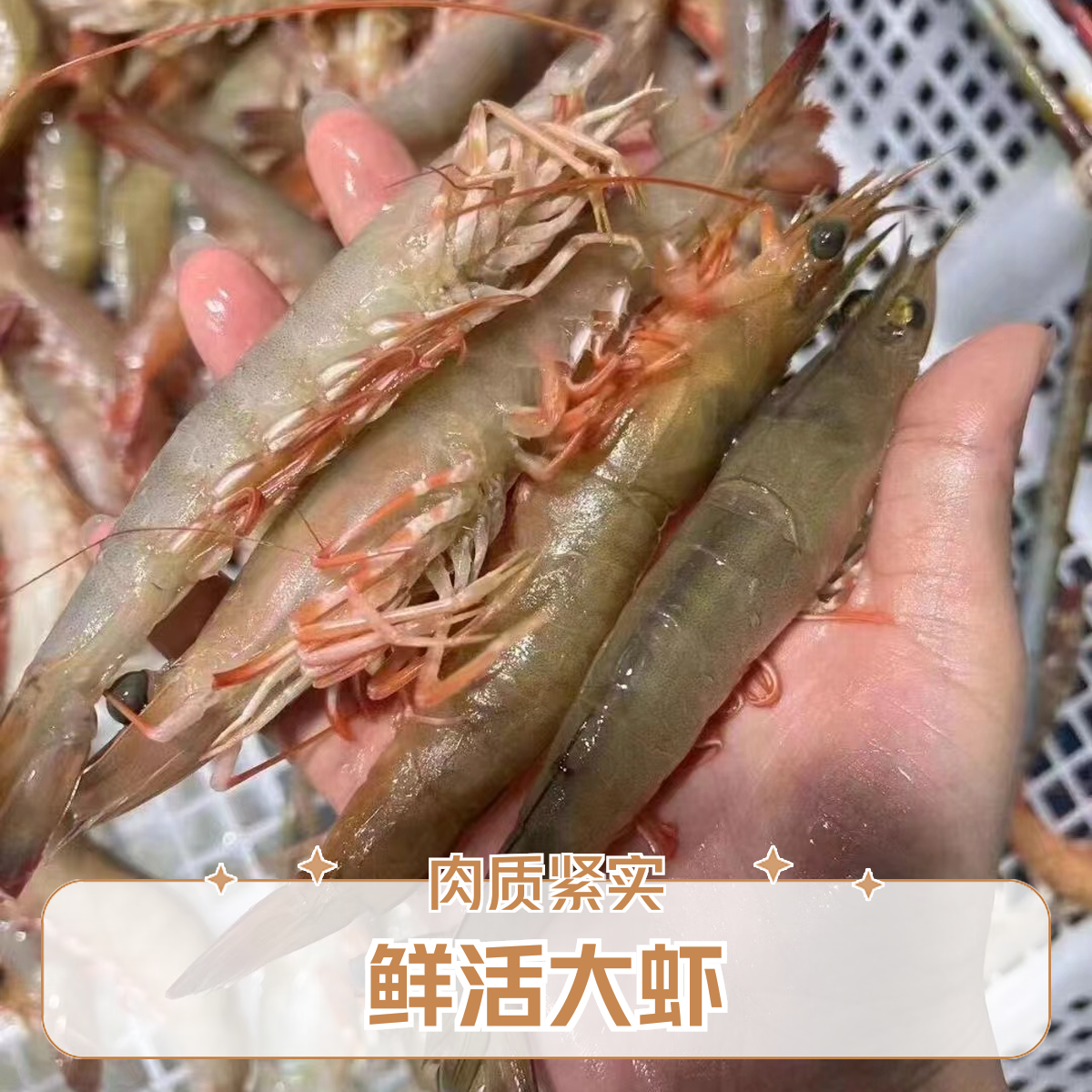  福建澎湖海域野生捕捞沙卤虾1斤30只左右速冻发货