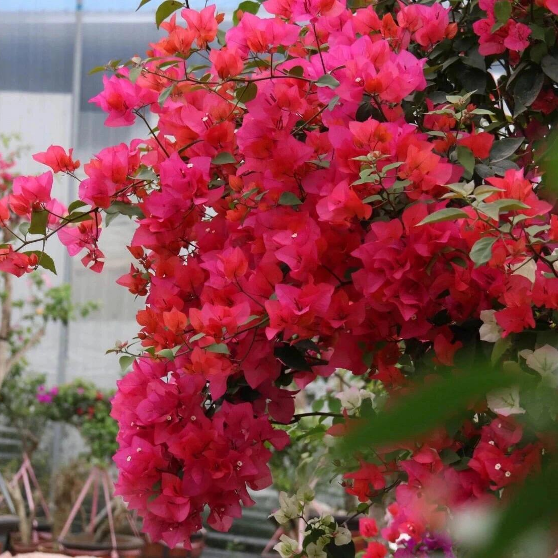 四季同安红三角梅阳台庭院爬藤四季开花勤花带花基地发货