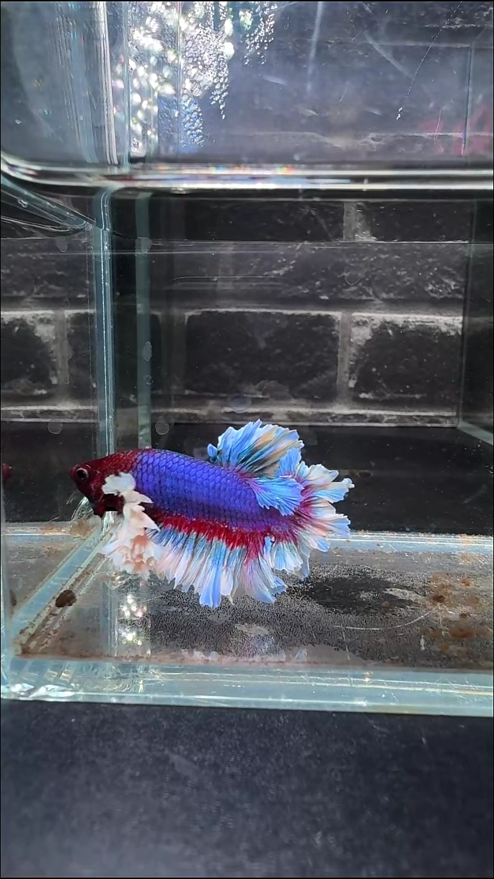 斗鱼1号拍品印尼斗鱼