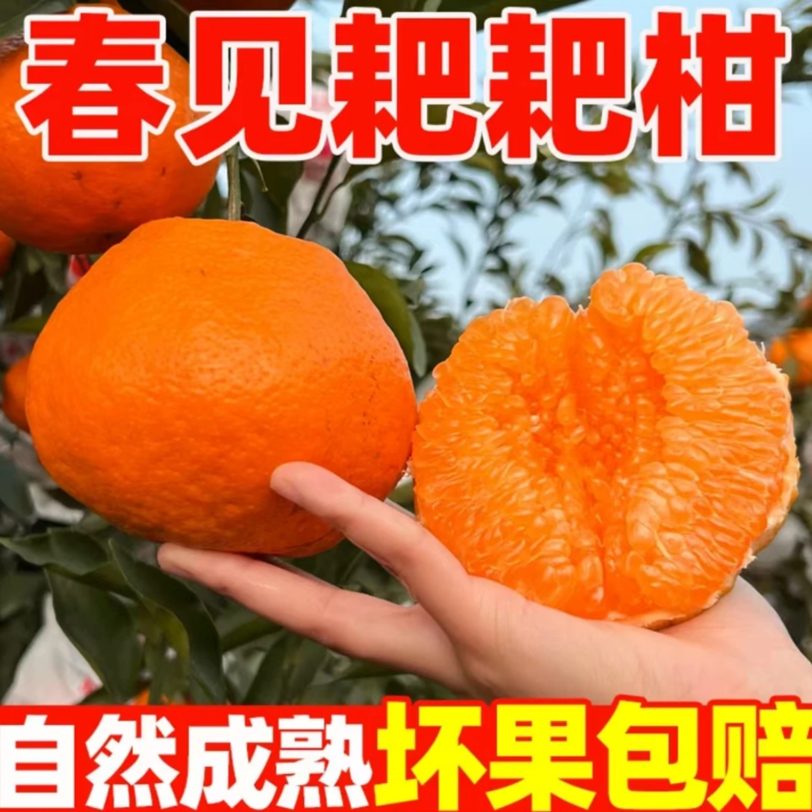 正宗四川春见耙耙柑4.5/8斤手剥橙产地直发新鲜香甜多汁当季水果