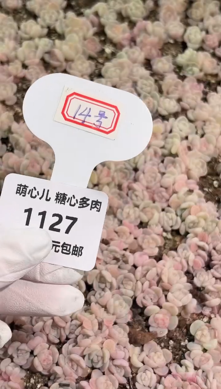 天**师1127  14号切糕1盒 量拍多肉植物