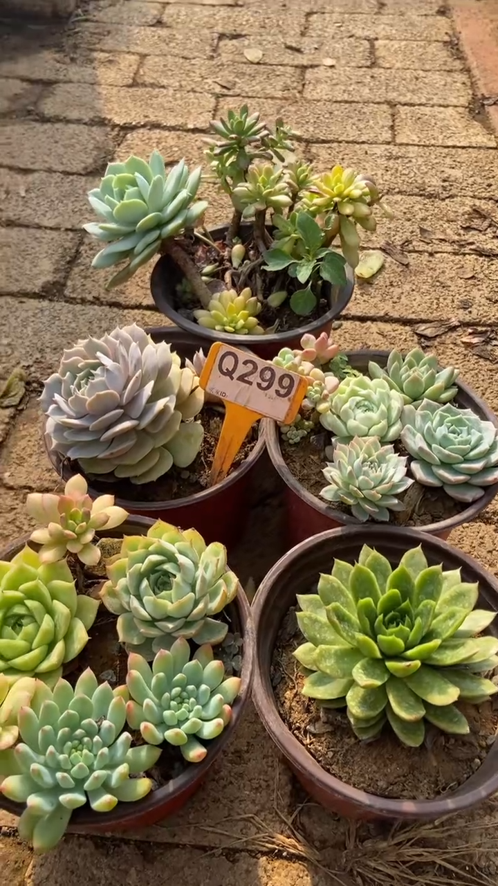 Q299多肉组合默认脱土发货