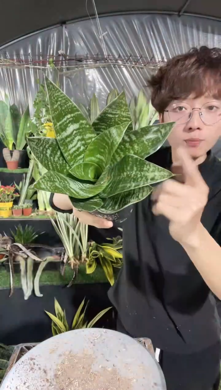 【闪购商品】青虎虎皮兰带盆土12.8