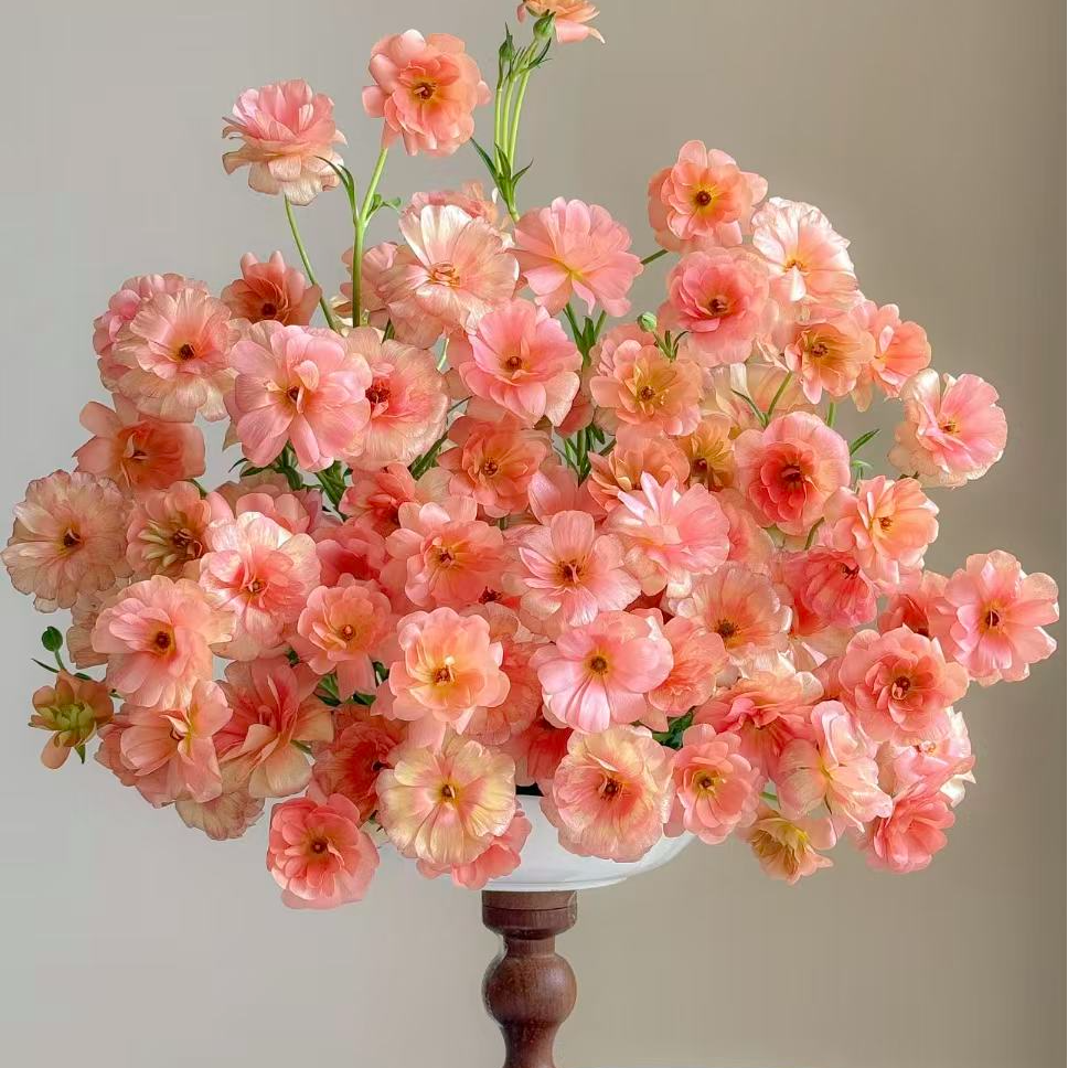 【陌上花开】鲑鱼粉蝴蝶洋牡丹-草花 1扎5支