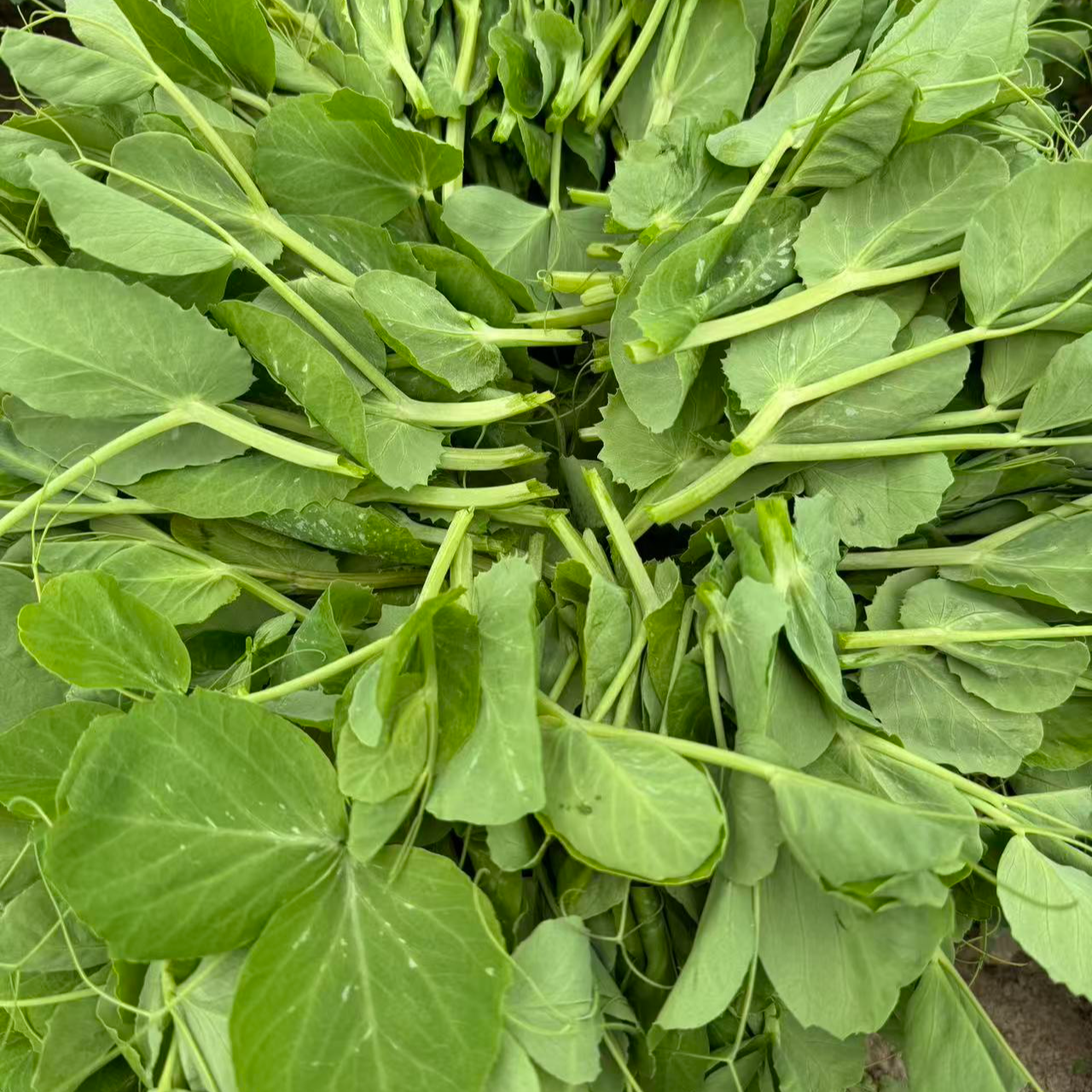 四农家新鲜豌豆尖 时令蔬菜 现采现发 火锅烧汤蔬菜