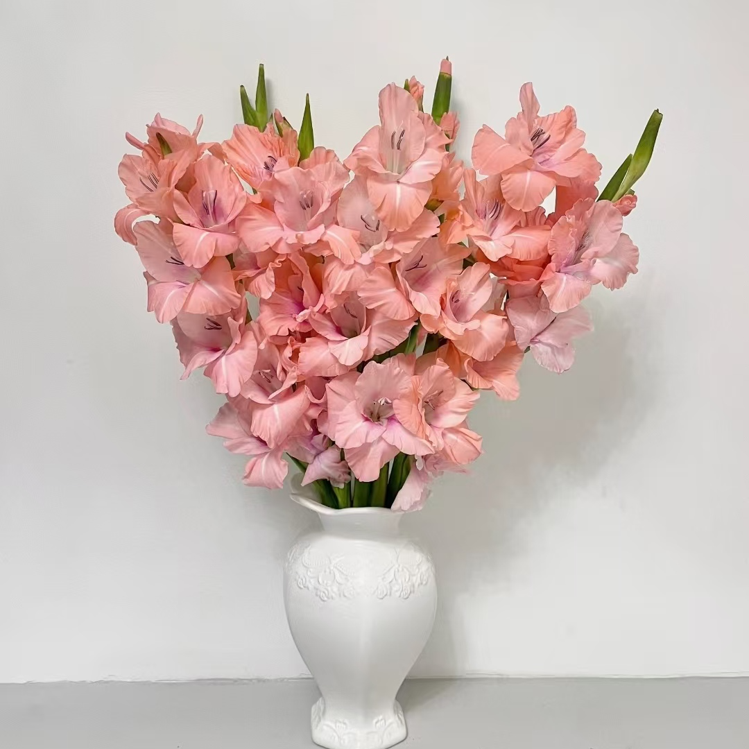 粉色剑兰【阿迪娜】节节高升花期长家庭办公室水养唐菖蒲鲜切花