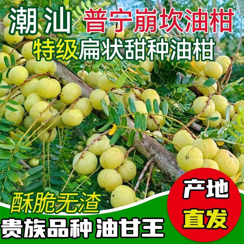 潮汕金灶特产崩坎油甘新鲜现摘入口回甘可生吃榨汁煲汤二斤装