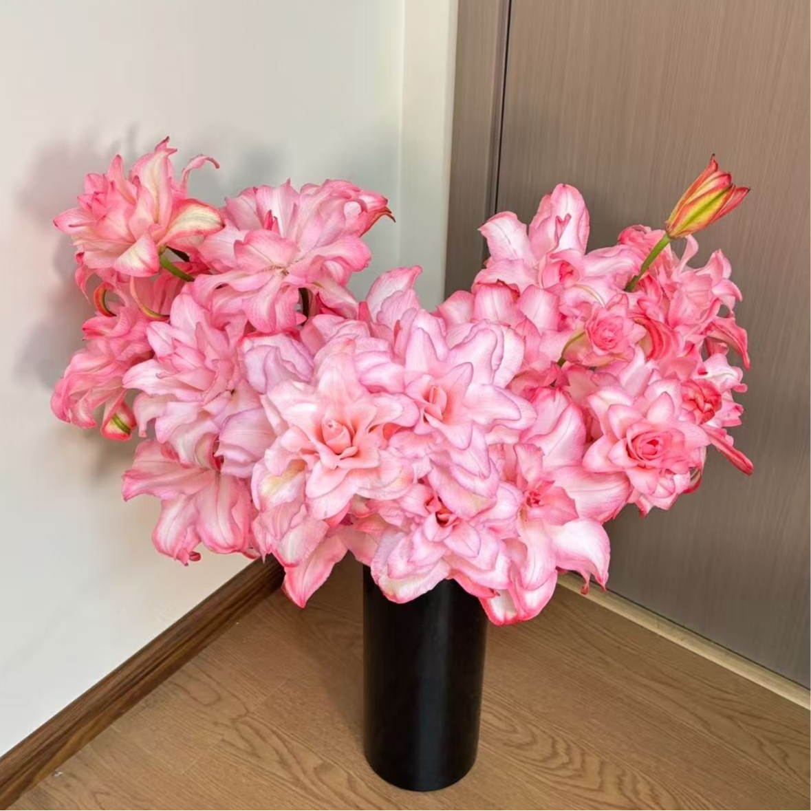 【布朗尼吸色重瓣香水百合AK】吸色 | 全场任意满两单鲜花包邮