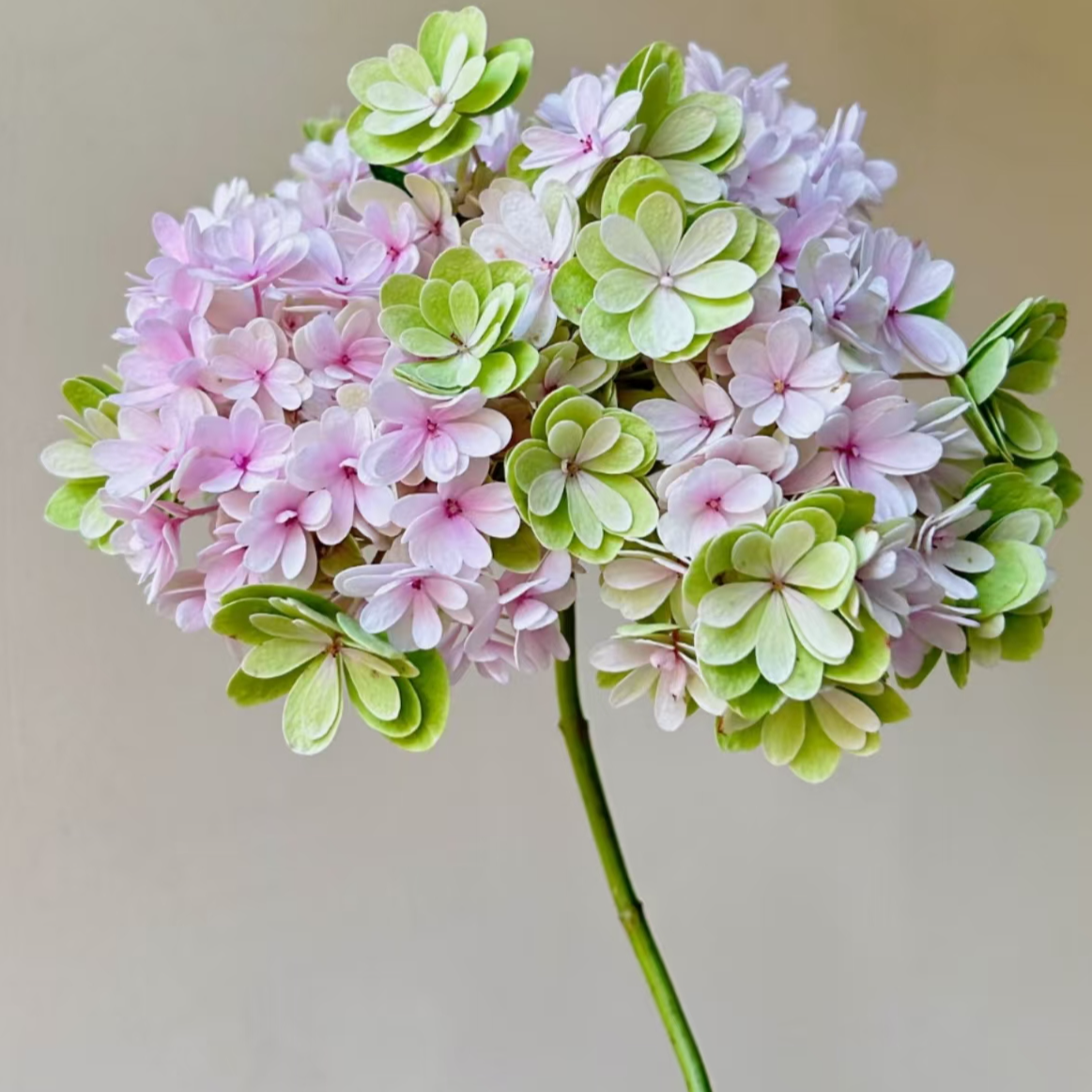 佳澄绣球鲜切花花期长英柱绣球基地直发顺丰