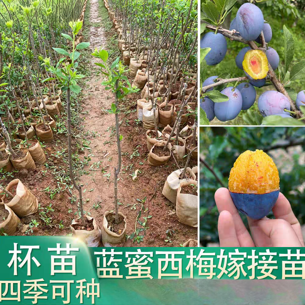 蓝密西梅树树苗南北方种植当年结果盆栽耐寒果树苗嫁接大果庭院