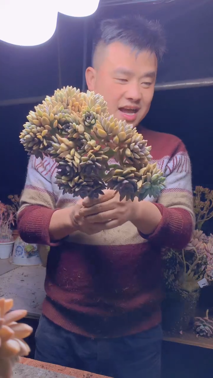 【闪购商品】缀化209