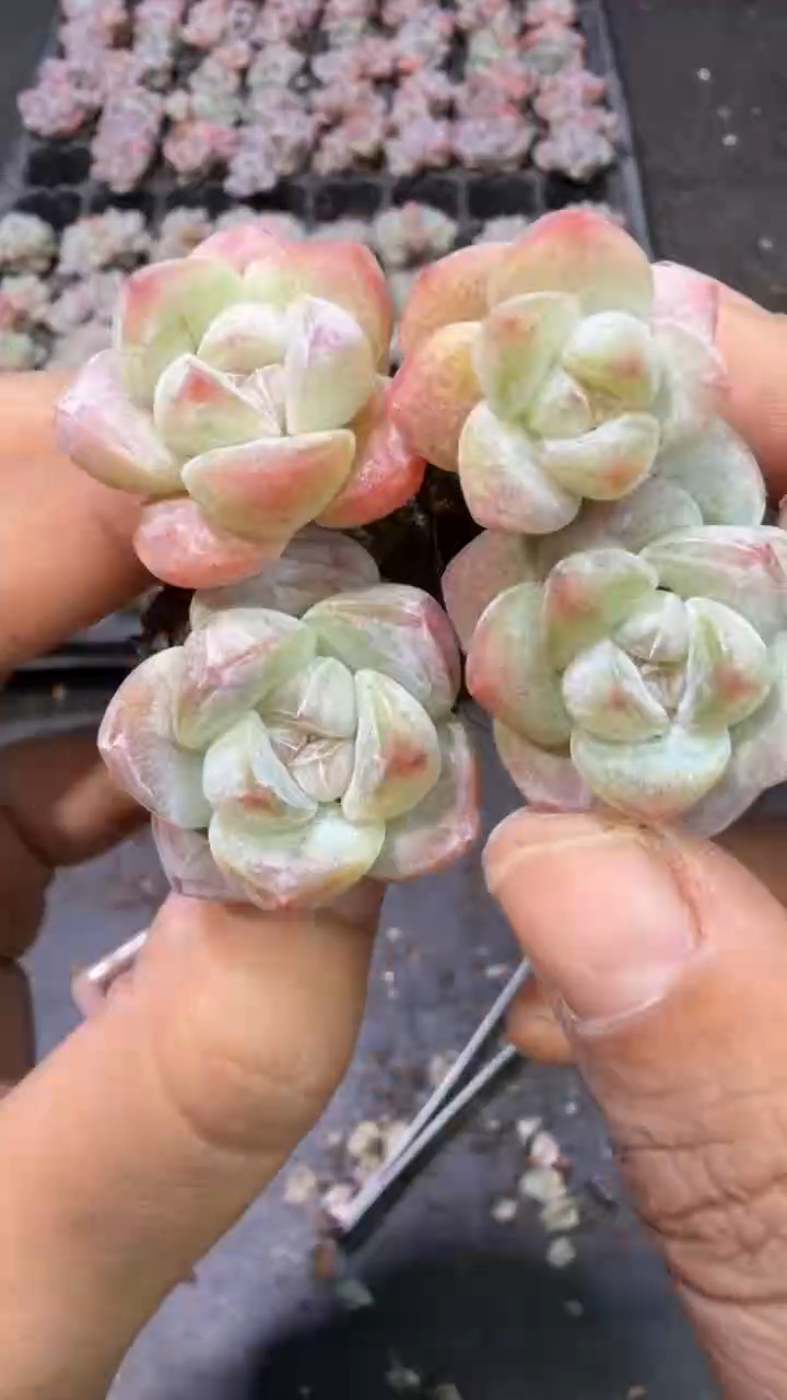 15号杆子冰玉到手【4】棵