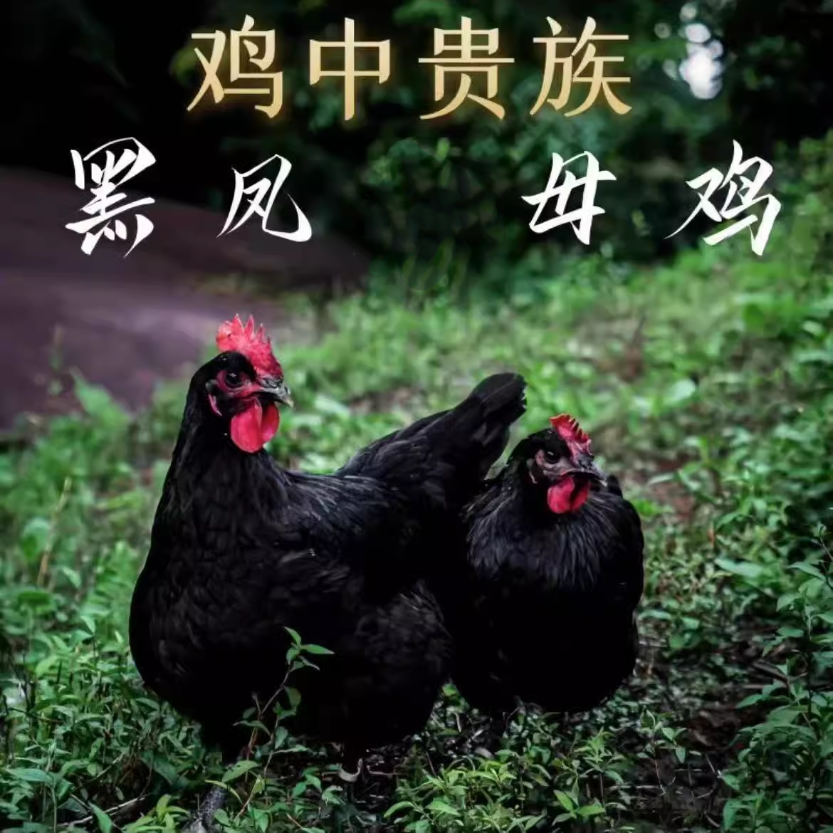 散养黑凤鸡 两只8斤左右