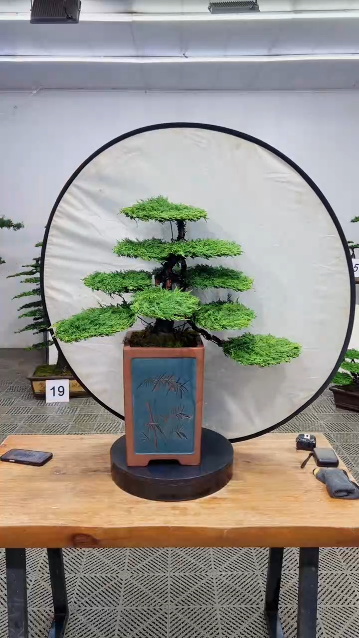 无花朵造型盆景一物一拍
