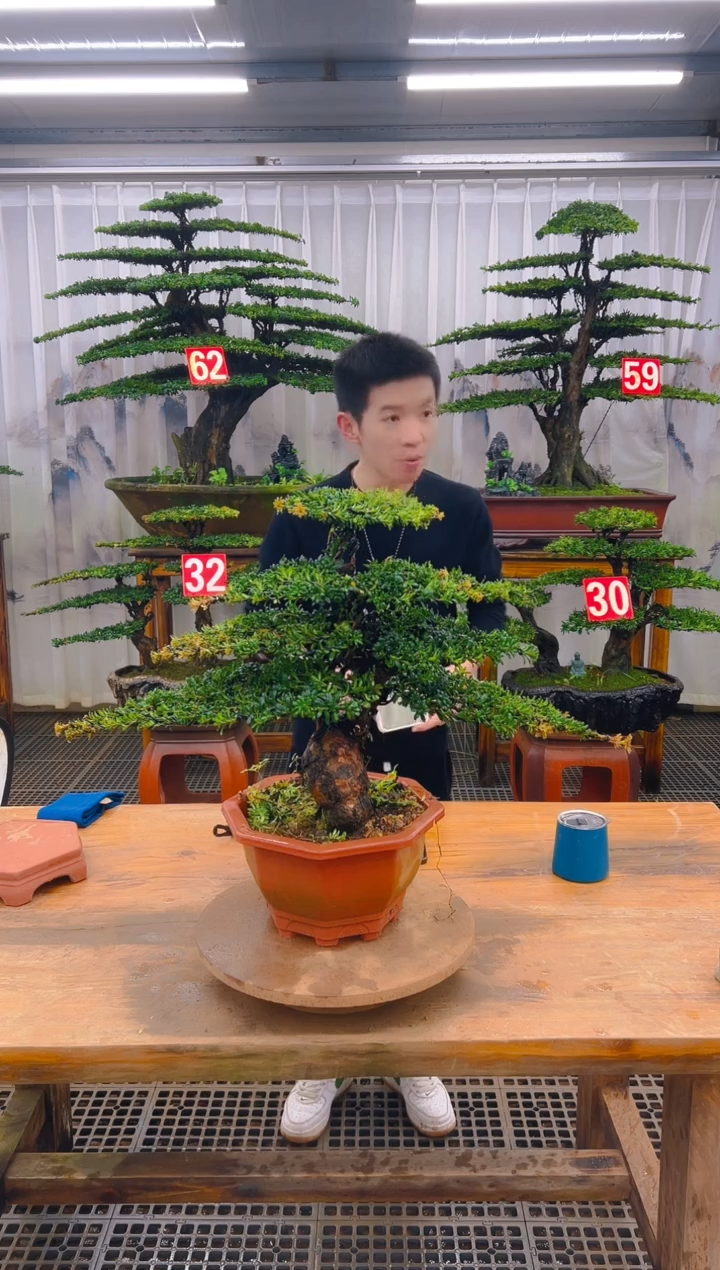 无花朵精品盆景直播间一物一拍
