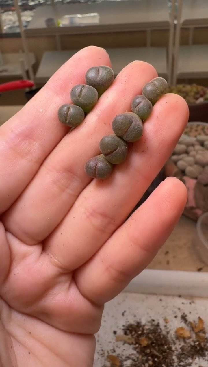 10-312多肉植物肉锥