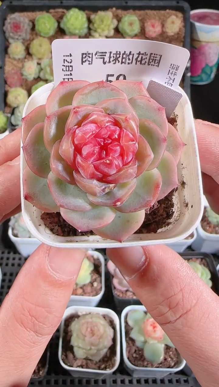  1201-59舒月多肉群生不包整