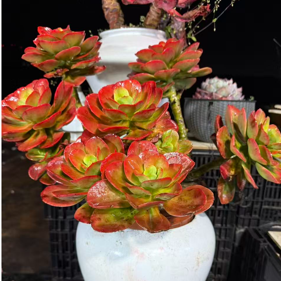 精品多肉   大号红梅