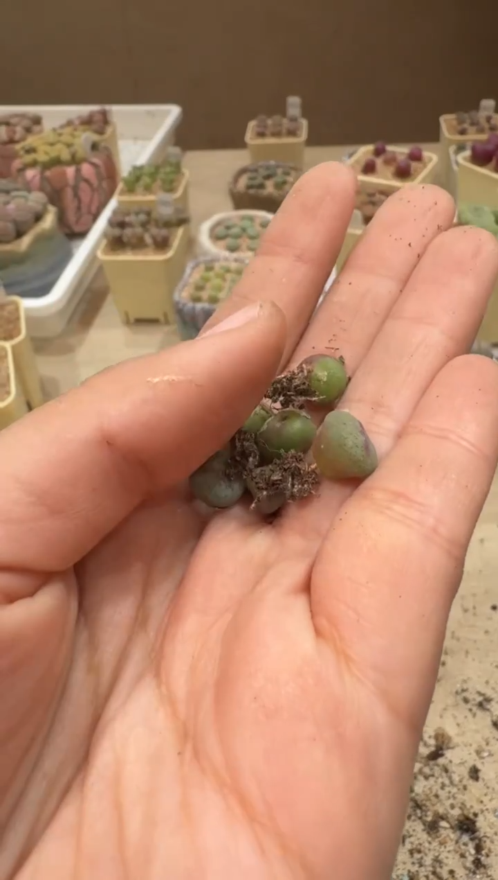 26-176多肉植物肉锥皮卡丘