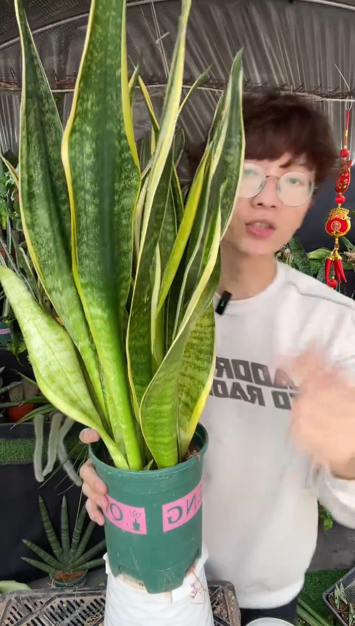 【闪购商品】金丝兰脱土18.8