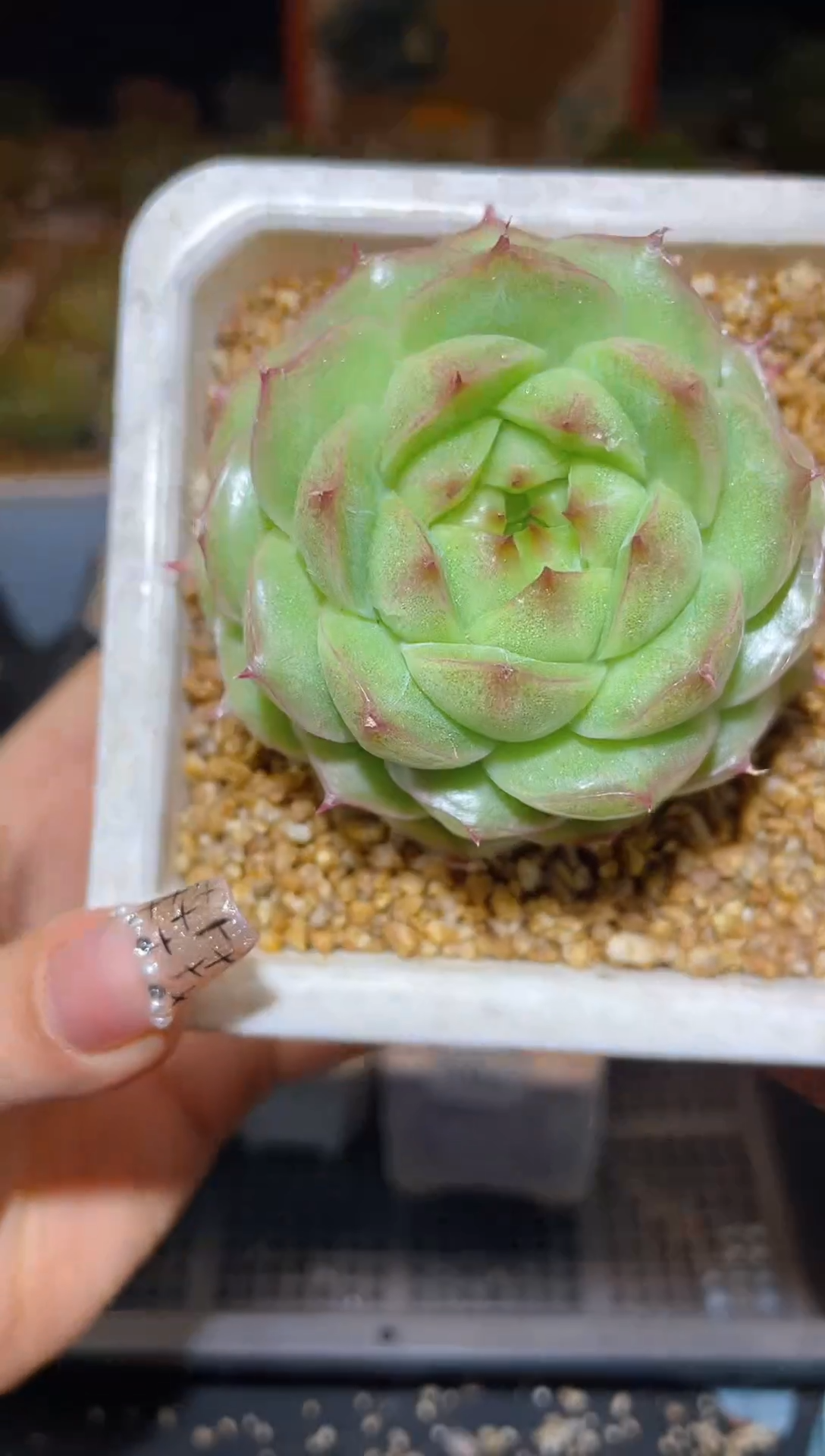 【闪购商品】195翡冷翠