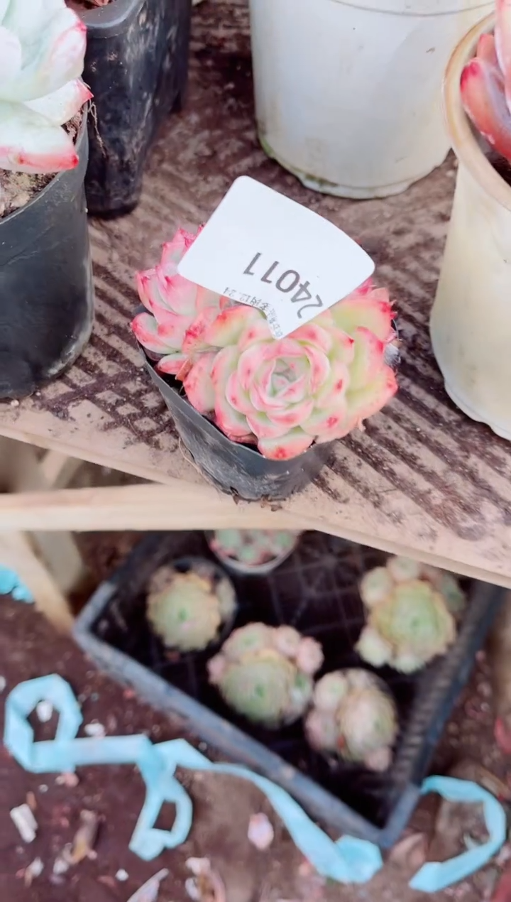 龙*！跃跃精品多肉24011