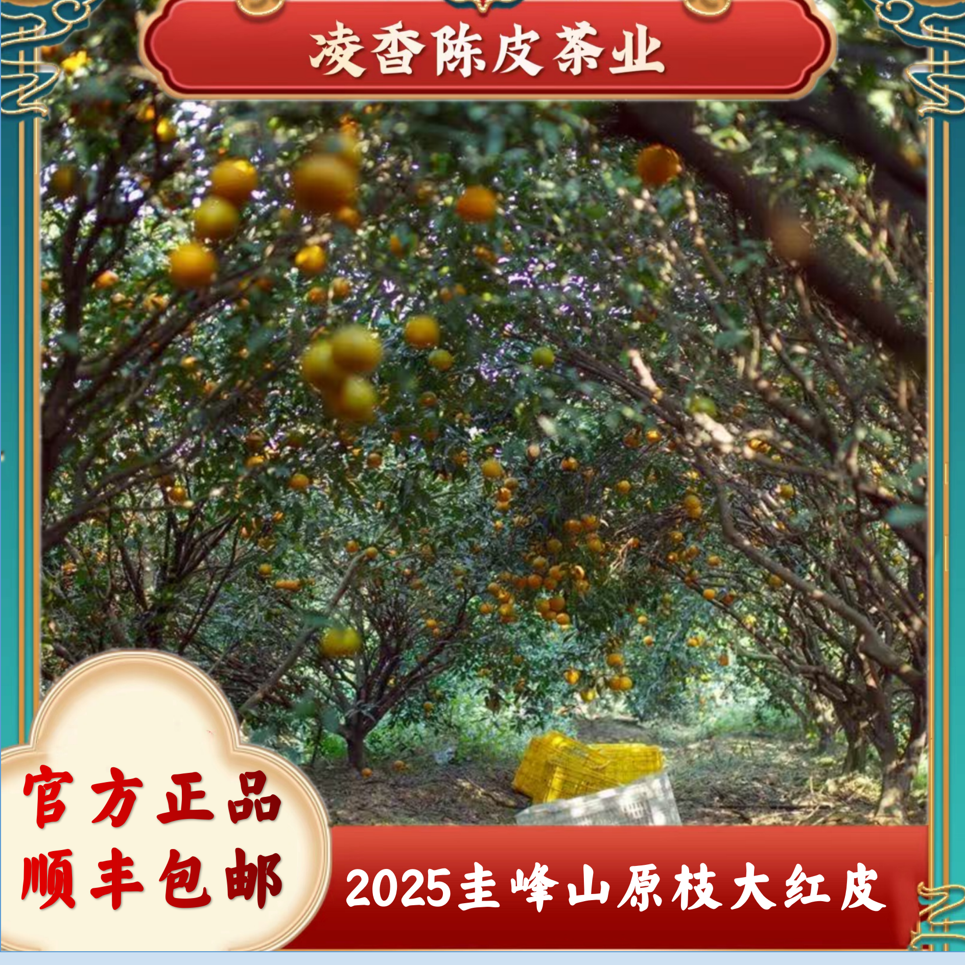 〖生态好皮〗2025年新会龙脉 圭峰山原枝大红皮 天然生晒（产区保真）