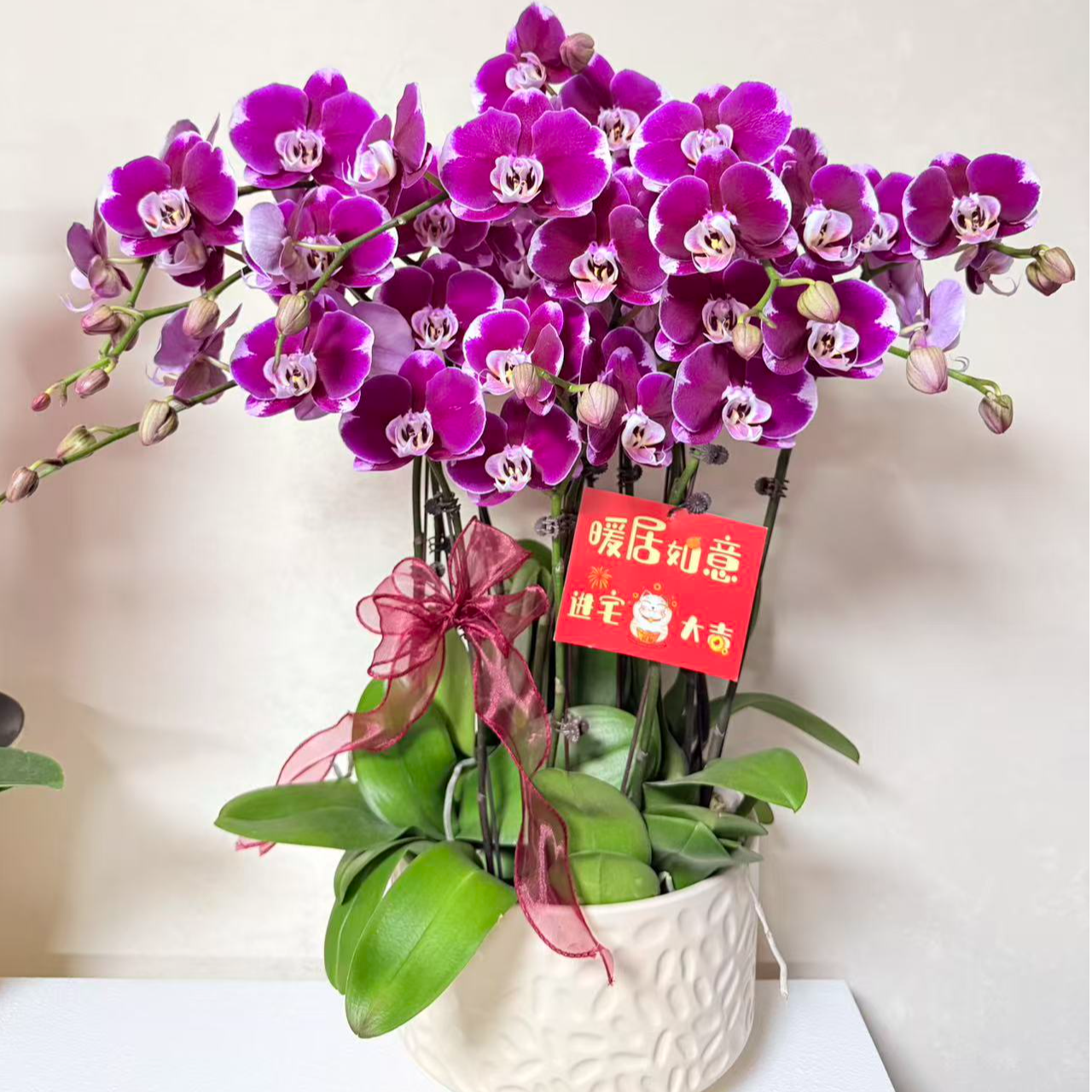 蝴蝶兰《五星上将》闪边紫红色精致组盆耐寒适合室内摆放基地直发