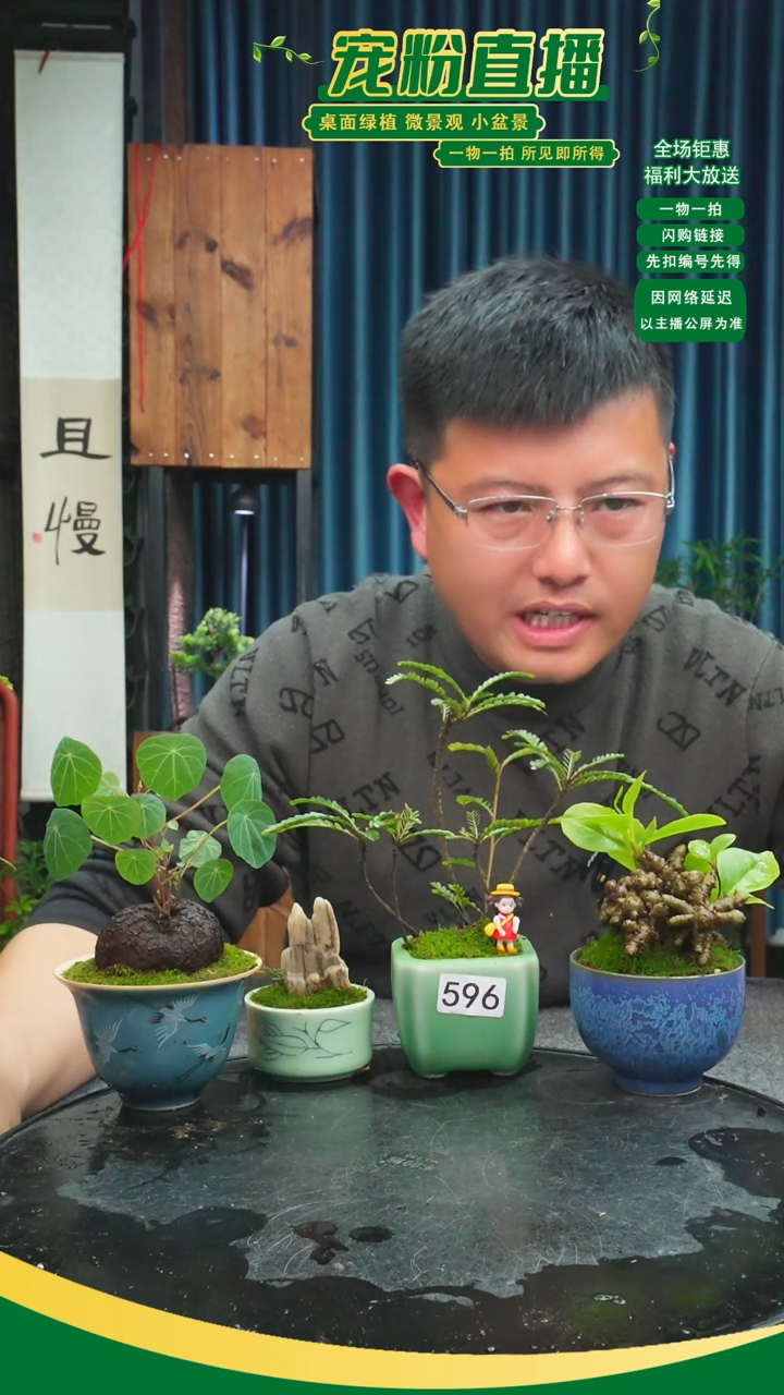 无花朵王*苔藓微景观596号
