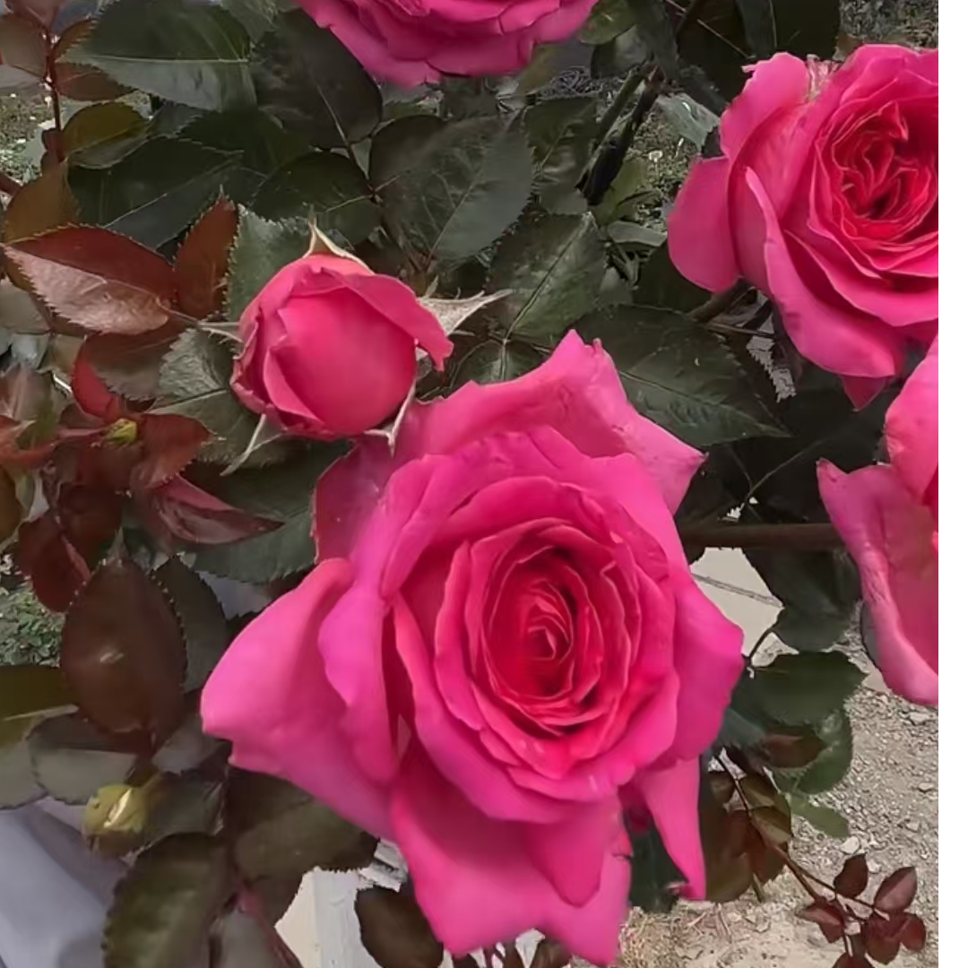 特拉方特棒棒糖一加仑带盆带土发货