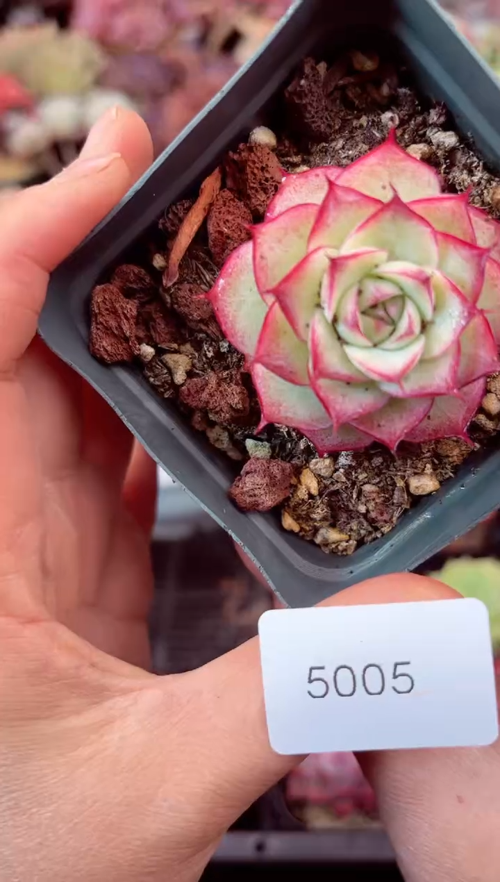 【闪购商品】5005单头多肉