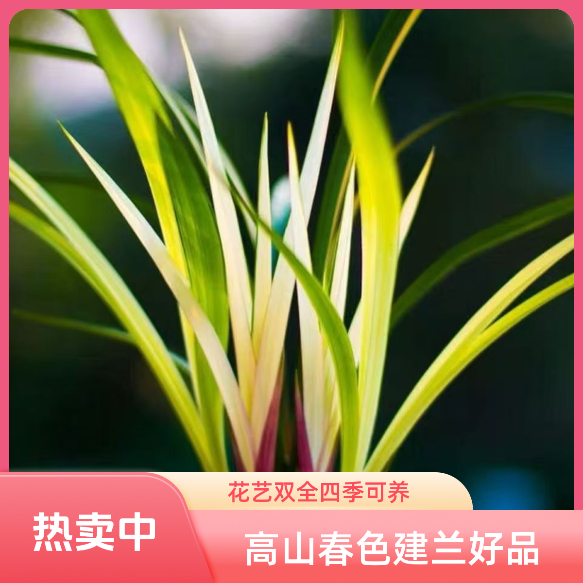 高山春色—建兰名品花艺双全建兰四季兰好养易活室内花卉兰花直播