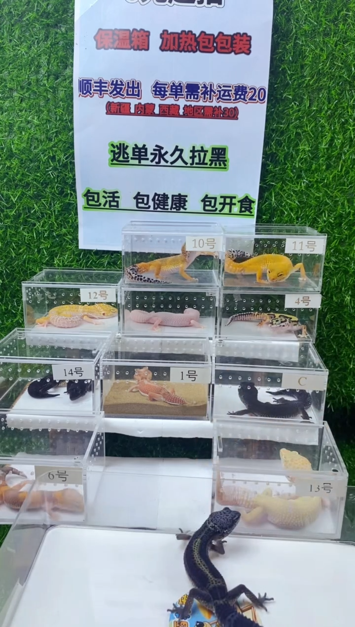 豹纹守宫豹纹守宫幼苗亚成体成体